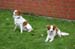 Ringtraining_168