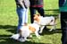 Ringtraining_193